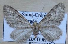 Réf. 176 136 : Eupithecia cooptata
