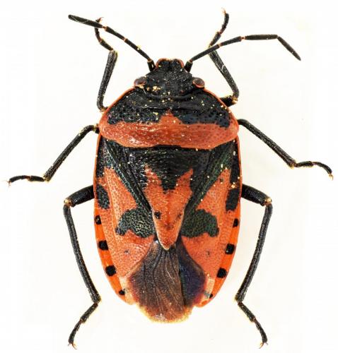 Eurydema blanda