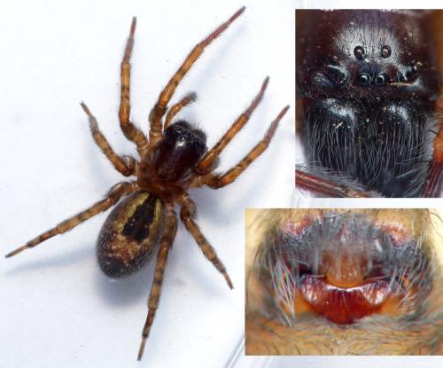 Amaurobius fenestralis