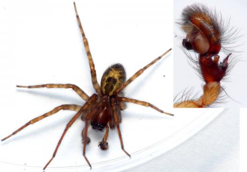 Amaurobius fenestralis