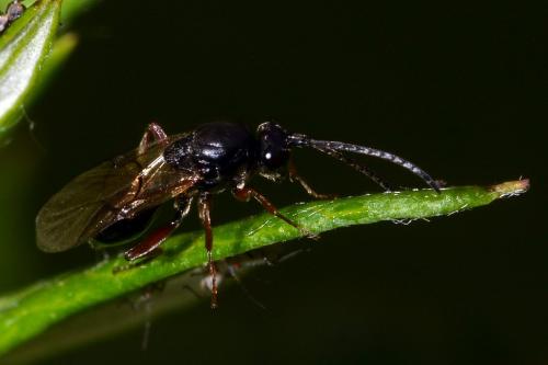 Anacharitinae