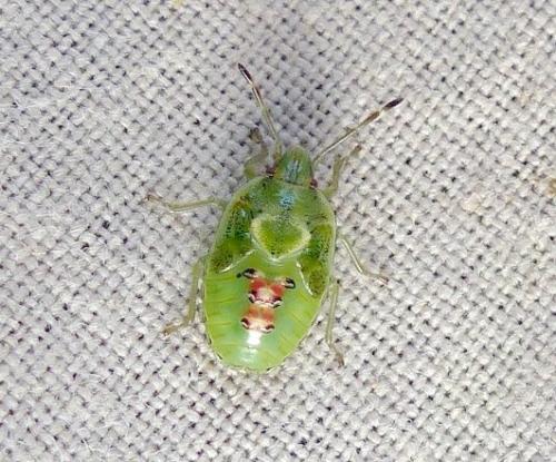 Cyphostethus tristriatus