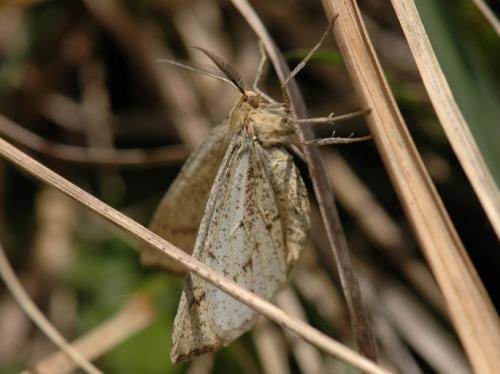 Hypoxystis pluviaria