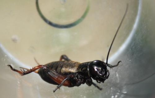Gryllus campestris