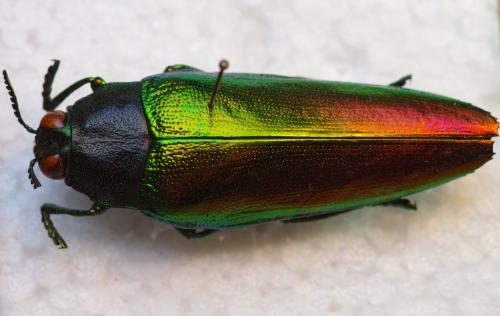 Réf. 176 470 : Chrysaspis sp.