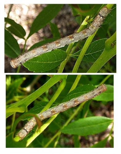 Agriopis (aurantiaria-marginaria)