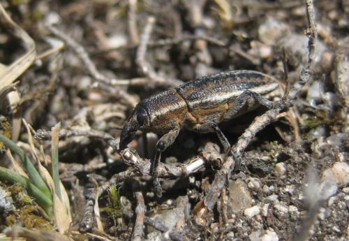 Réf. 176 666 : Lixoglyptus spartii