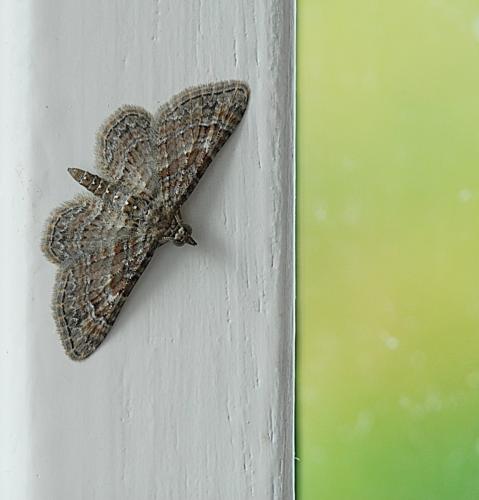 Gymnoscelis rufifasciata
