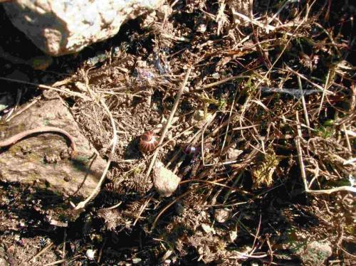 Réf. 176 161 : Glomeris transalpina