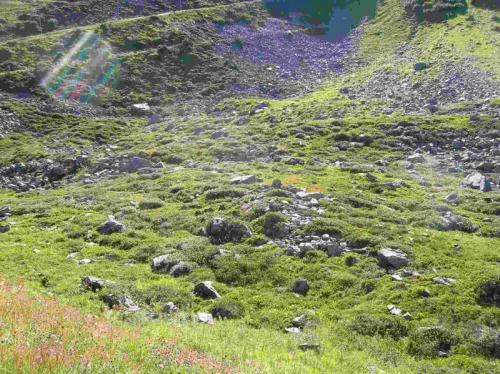 Réf. 176 154 : Glomeris transalpina