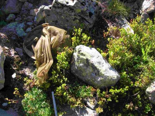 Réf. 176 155 : Glomeris transalpina