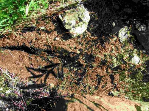 Réf. 176 160 : Glomeris transalpina
