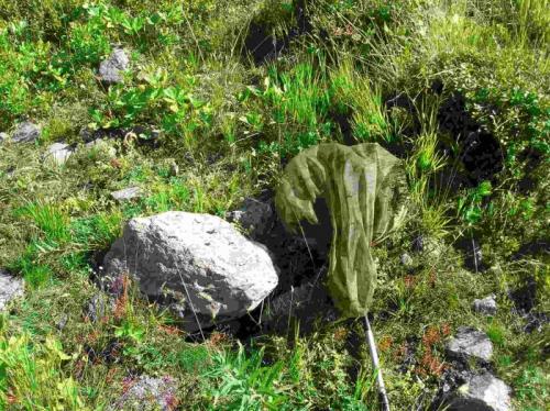 Réf. 176 159 : Glomeris transalpina