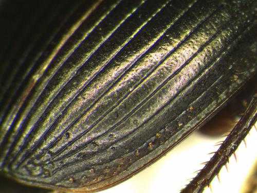 Harpalus dimidiatus