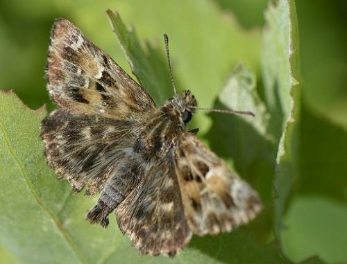 Réf. 176 511 : Carcharodus alceae