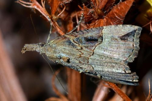 Hypena rostralis