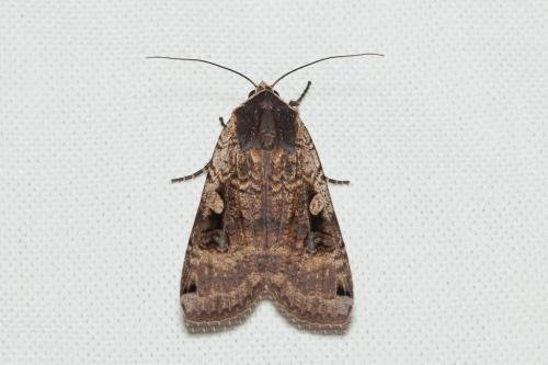 Noctua pronuba