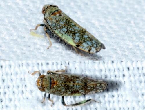 Réf. 176 865 : Orientus ishidae