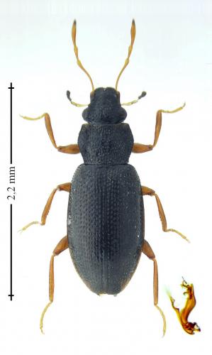 Hydraena assimilis