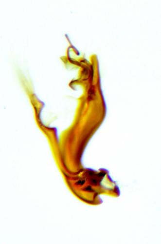 Réf. 176 209 : Hydraena assimilis
