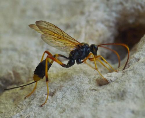 Réf. 176 038 : Acroricnus seductor