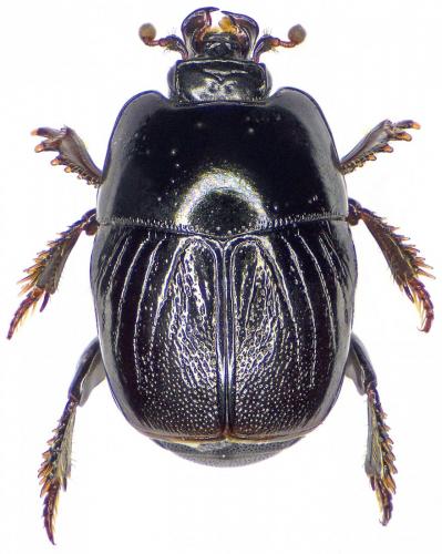 Réf. 176 236 : Hypocaccus dimidiatus