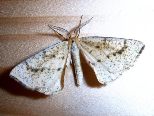 Réf. 176 920 : Hypoxystis pluviaria