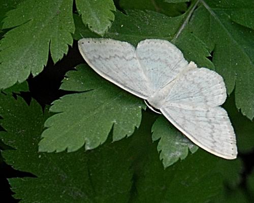 Réf. 176 651 : Scopula floslactata
