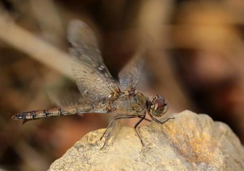 Sympetrum striolatum