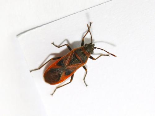 Réf. 176 188 : Arocatus sp.