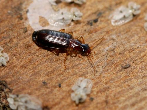 Réf. 176 214 : Dromius sp.