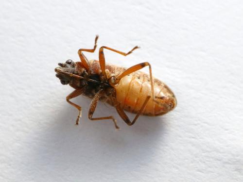 Arocatus sp.