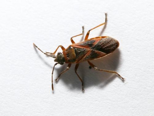 Arocatus sp.