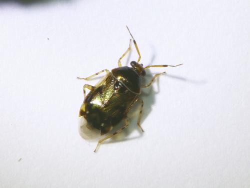Deraeocoris lutescens