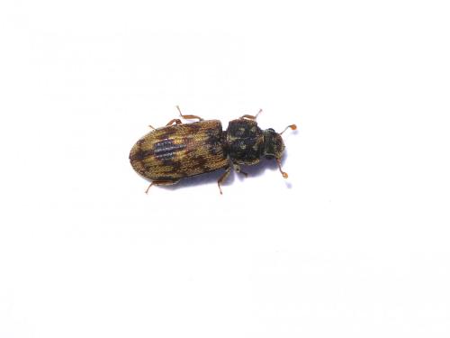 Réf. 176 590 : Synchita undata