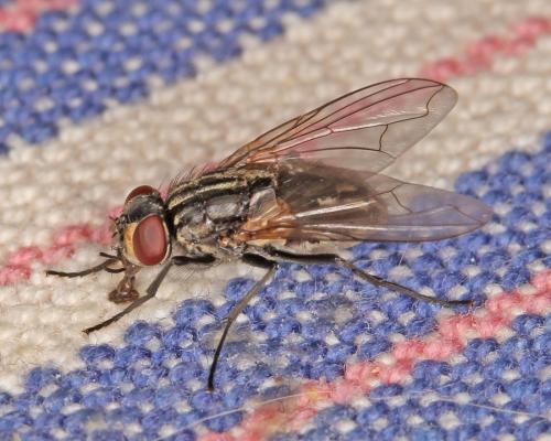 Réf. 176 334 : Musca domestica
