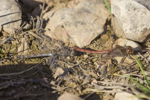 Sympetrum striolatum