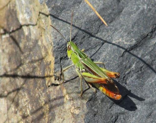 Réf. 176 933 : Stenobothrus lineatus lineatus