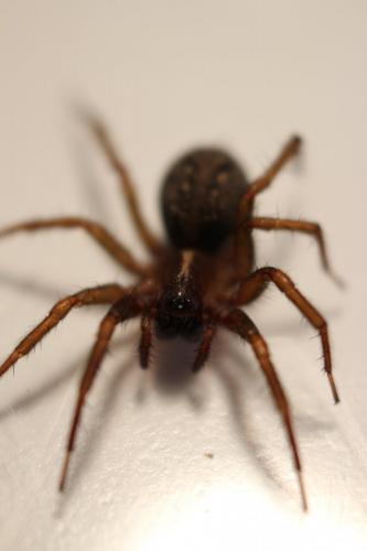 Réf. 176 654 : Lycosoides coarctata