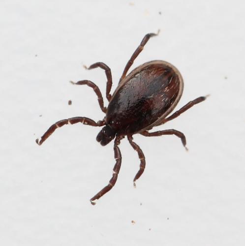 Réf. 176 027 : Ixodes ricinus