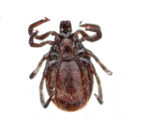 Réf. 176 028 : Ixodes ricinus