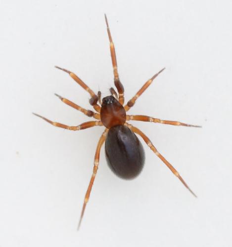 Microneta viaria