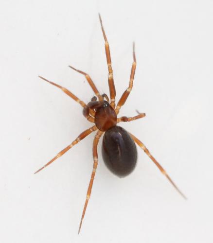 Microneta viaria