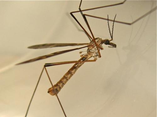 Tipula obsoleta