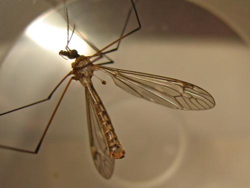 Tipula obsoleta