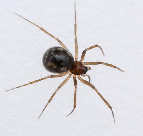 Tenuiphantes zimmermanni