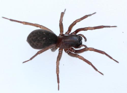 Réf. 176 272 : Inermocoelotes inermis