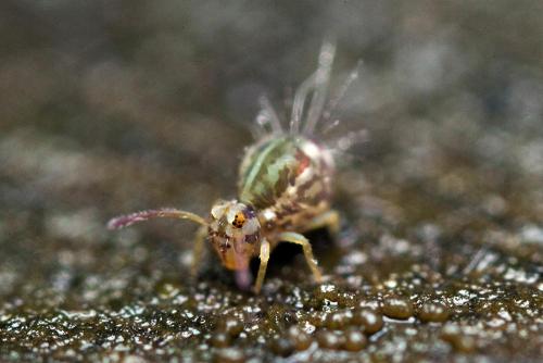 Calvatomina superba