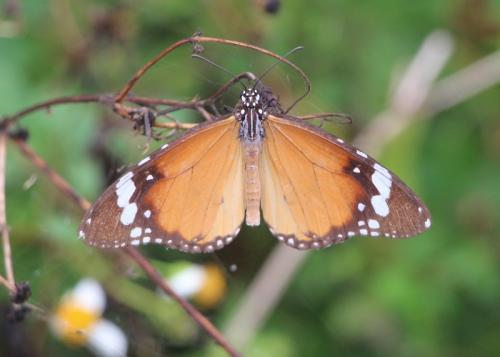 Réf. 176 834 : Danaus chrysippus