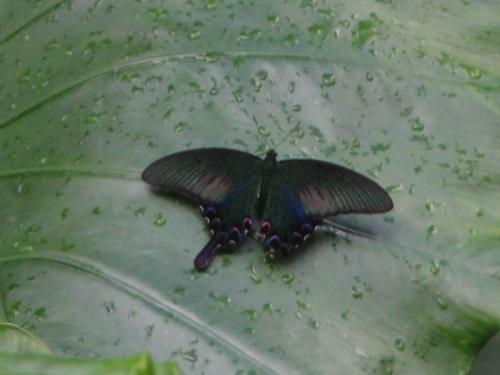 Papilio bianor